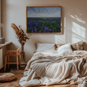 Field of Lupines Poster