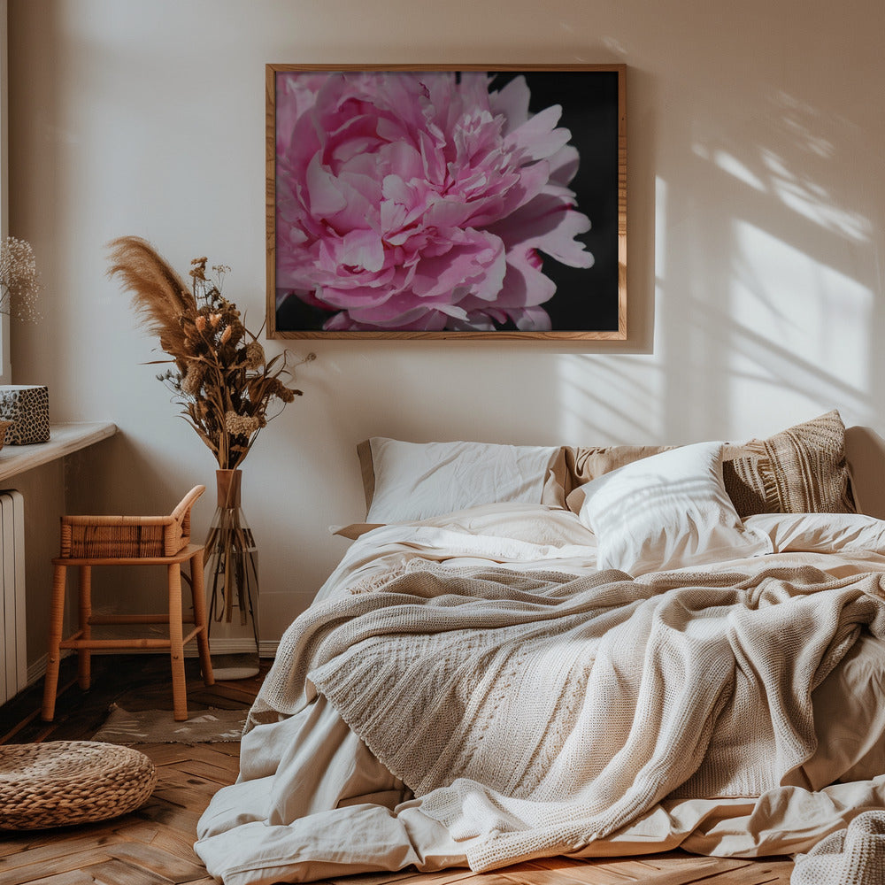 Pink peony VI Poster