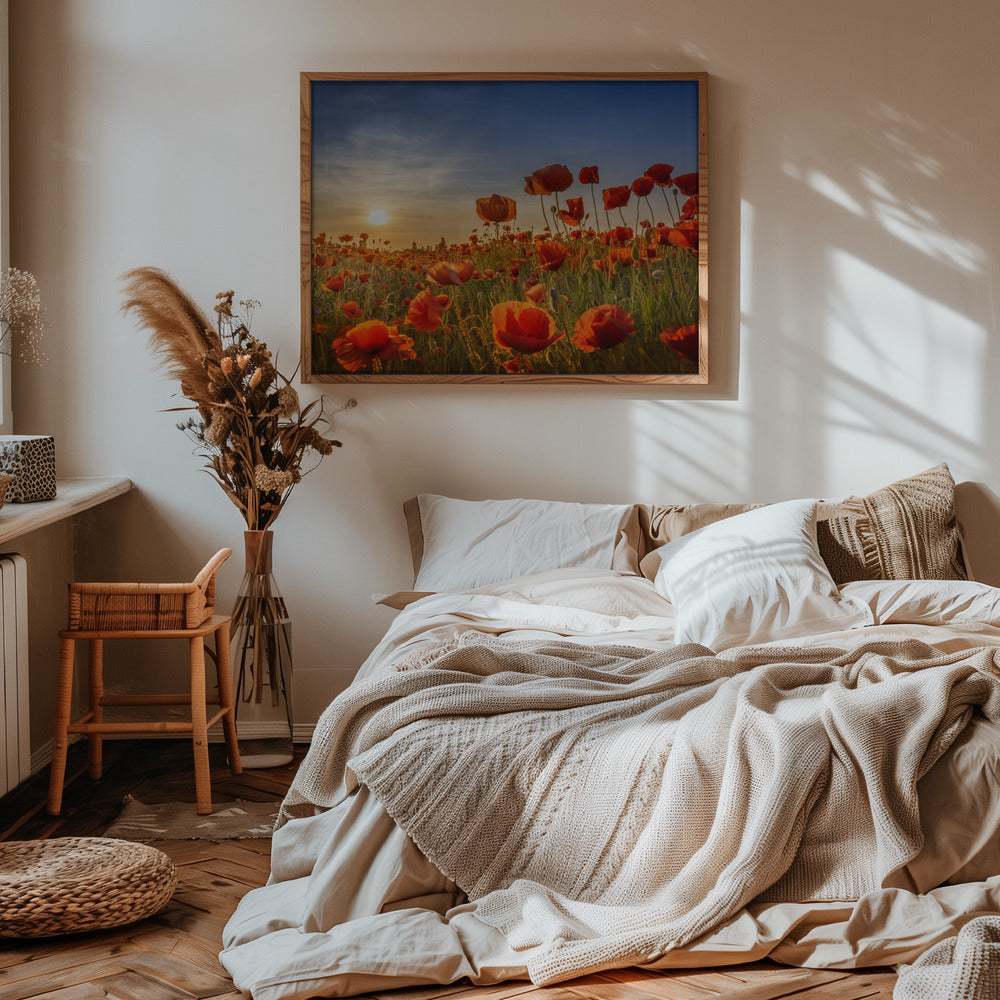 Poppies in the sunset Poster