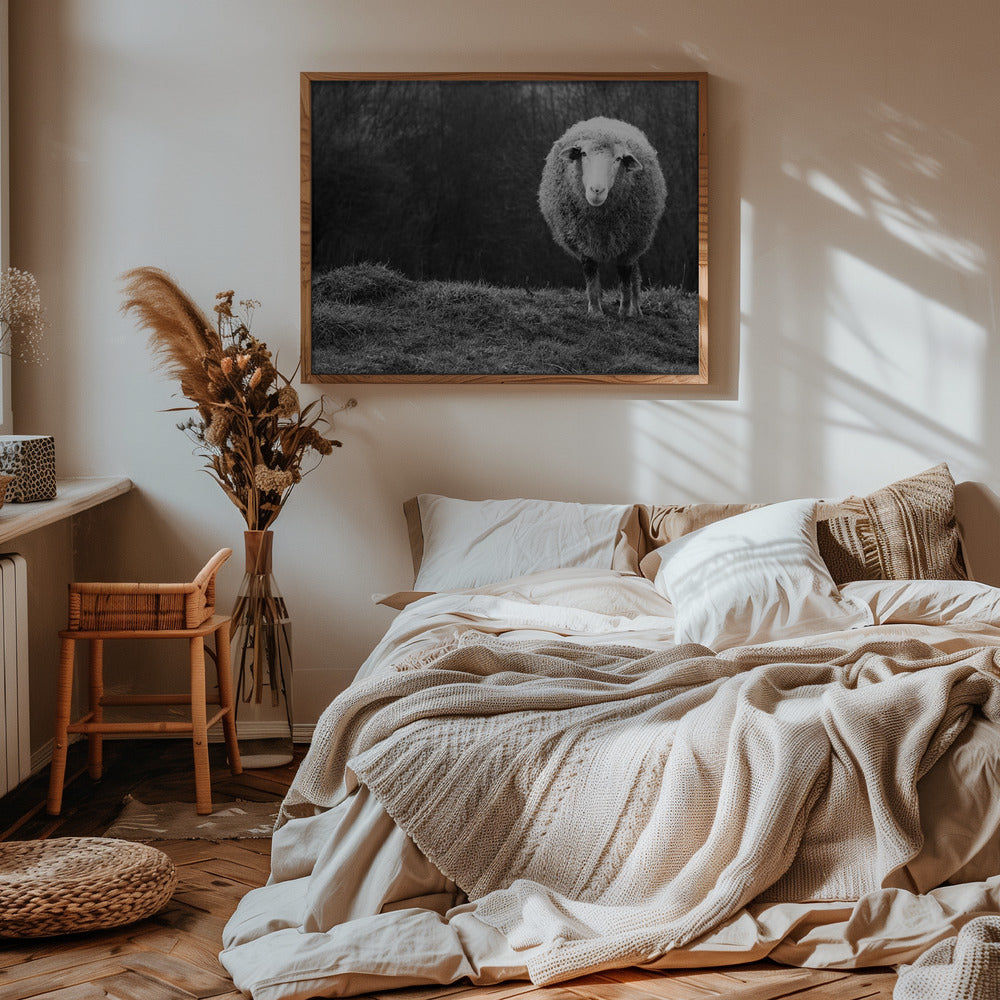 Wondering sheep Poster