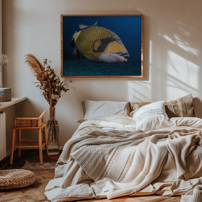 Triggerfish Poster