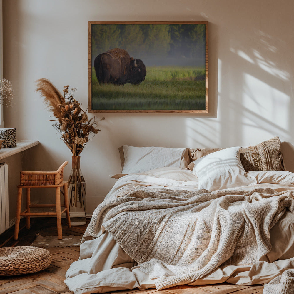 Bison in Morning Light Poster