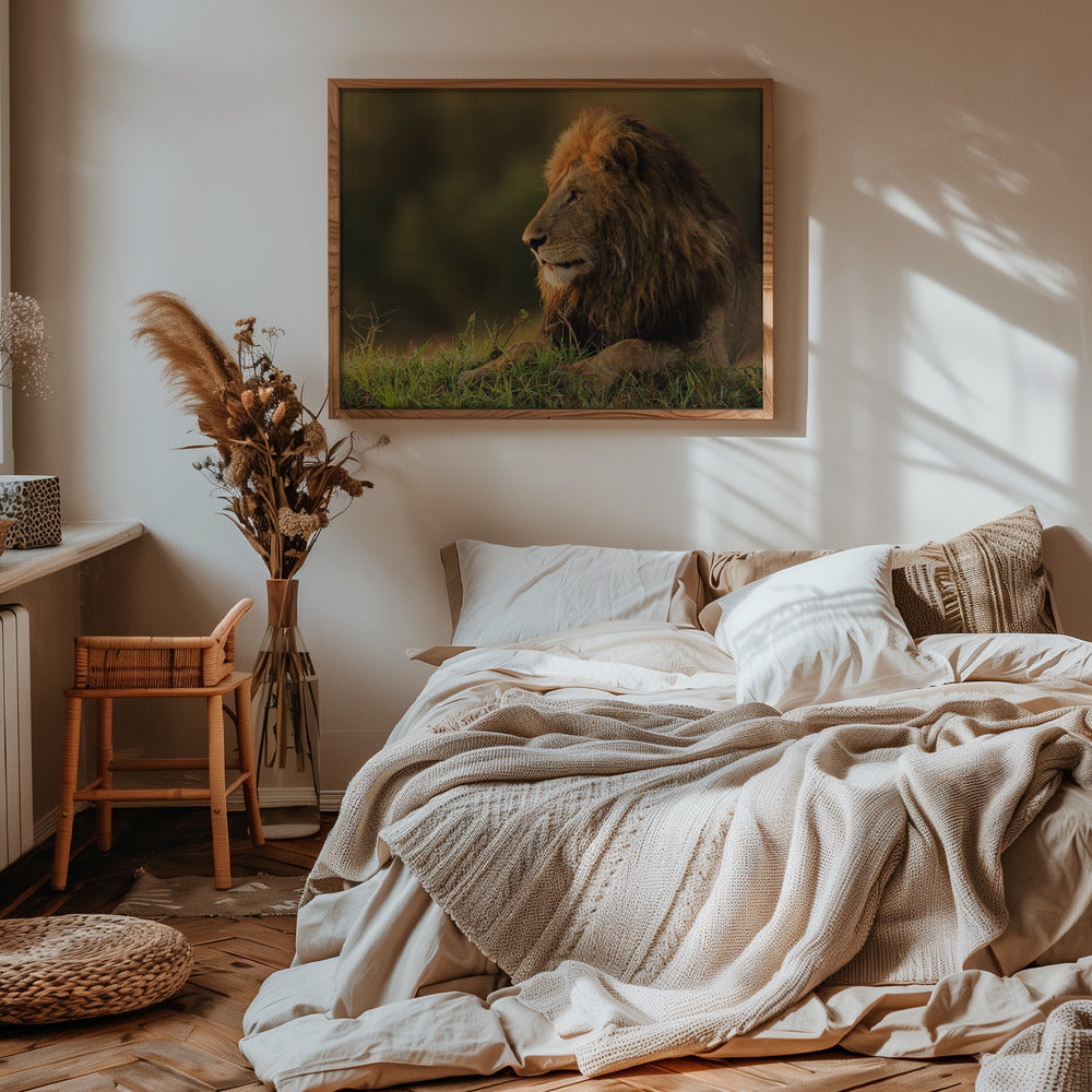 Male lion watching sunrise in Masai Mara Poster