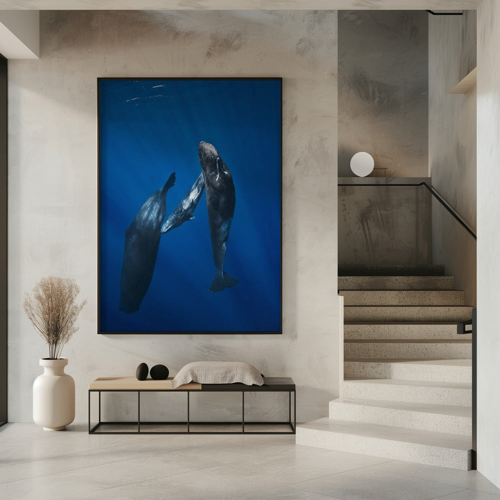 Sperm whale family Poster