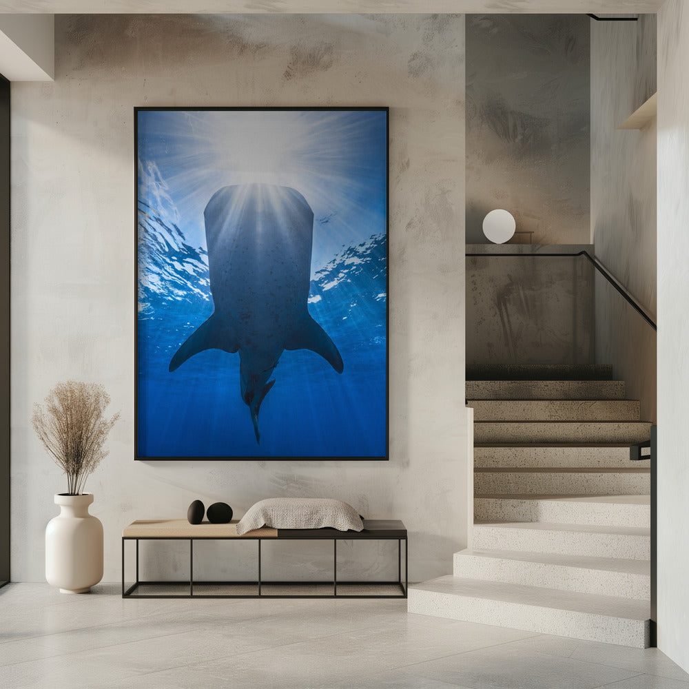 Whale shark and sun Poster