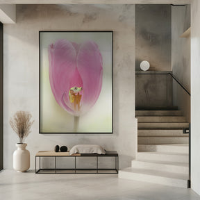 The Lemur Tree Frog and the Pink Tulip Poster