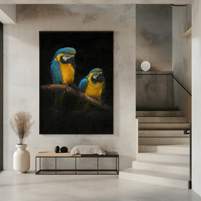 Macaw Parrots Poster