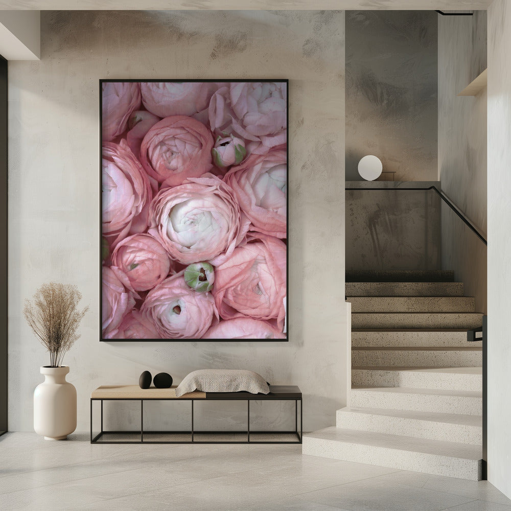 Subdued blush ranunculus Poster