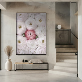 Singular ranunculus in blush Poster