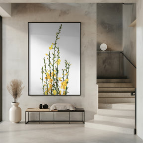 Yellow blooms Poster