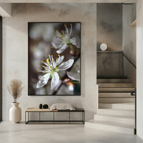 Spring blooms I Poster