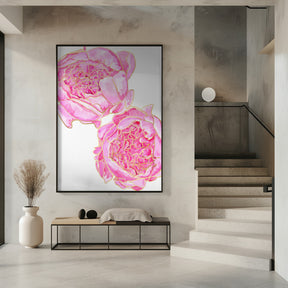 Sally's peonies Poster