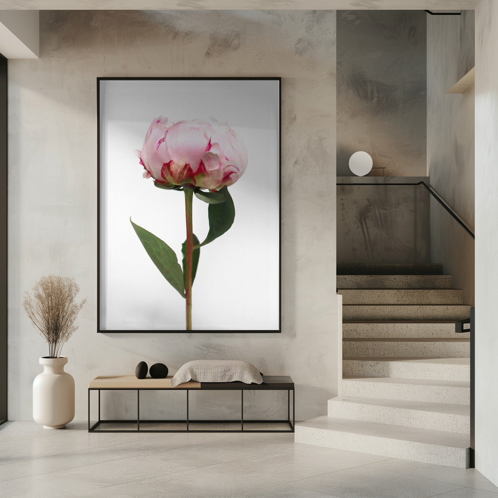 Pink peony II Poster