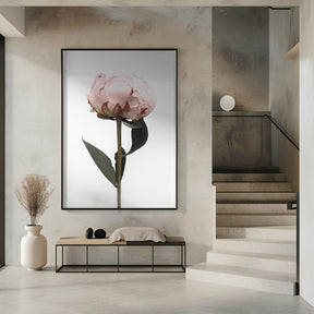 Blush peony II Poster