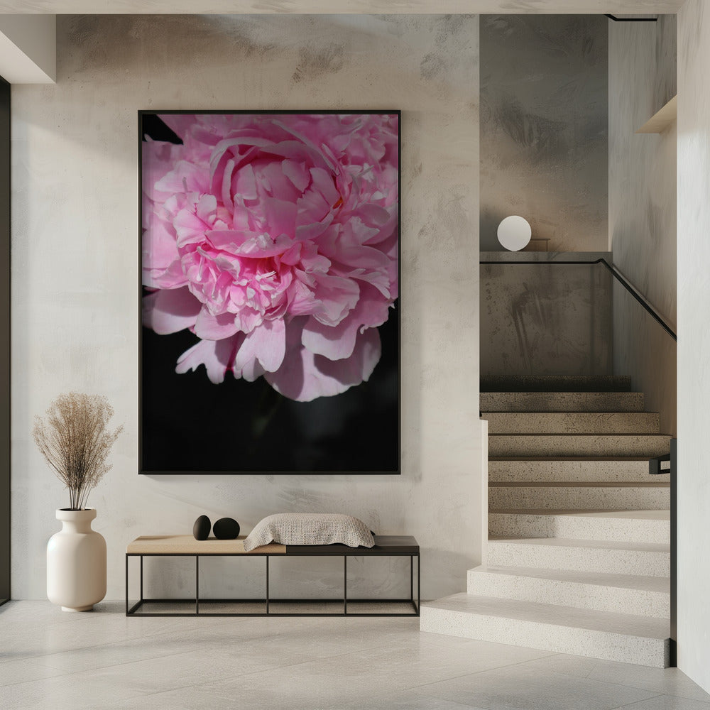 Pink peony V Poster