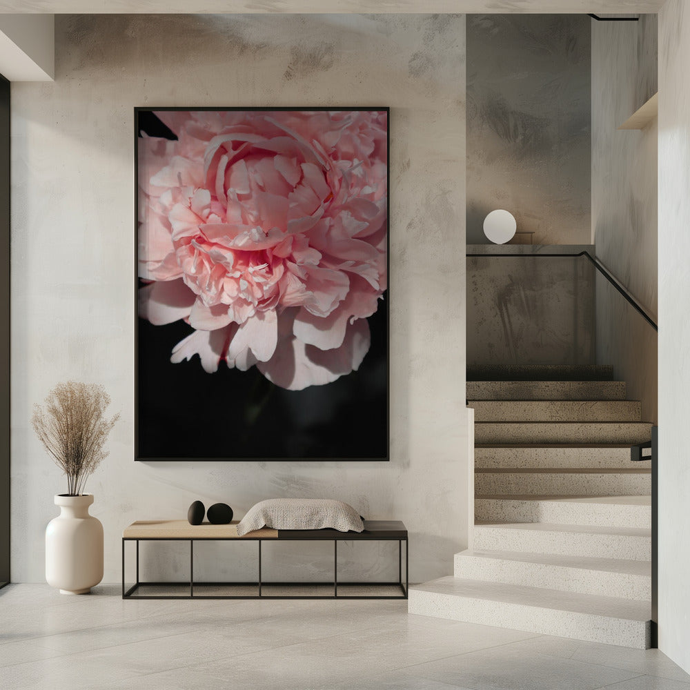 Blush peony V Poster