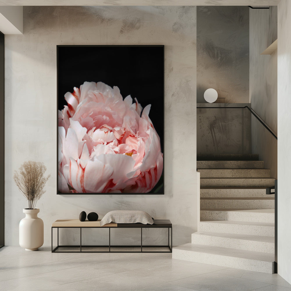 Blush peony VIII Poster