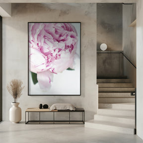 Subdued peony VII Poster