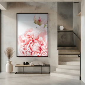 Blush peony IX Poster