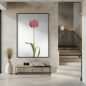 Pink tulip Poster