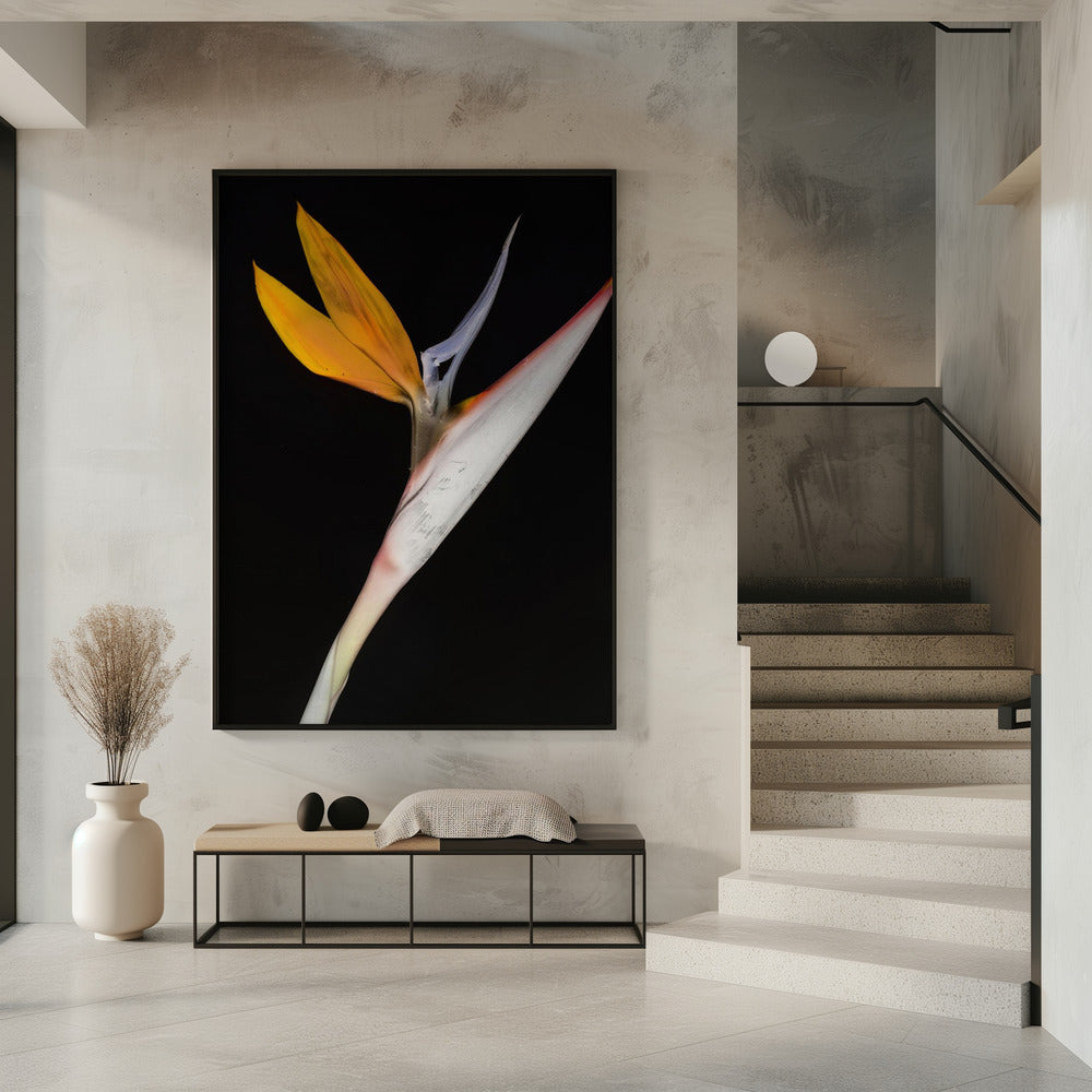 Bird of Paradise Poster