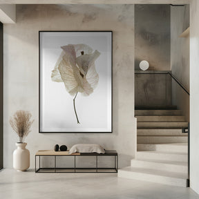 Bougainvillea Study No1 Poster