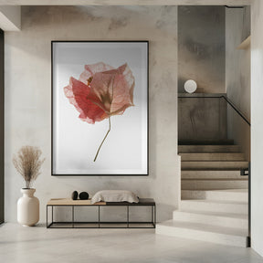 Bougainvillea Study No2 Poster