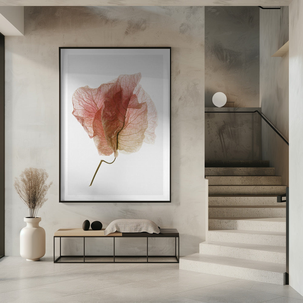 Bougainvillea Study No4 Poster