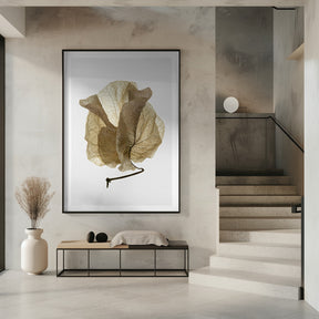 Bougainvillea Study No5 Poster