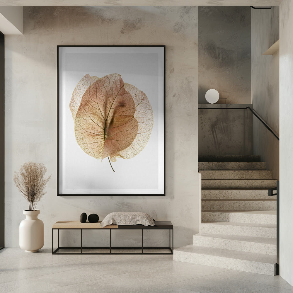 Bougainvillea Study No7 Poster