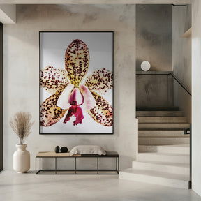 Coral Orchid Poster