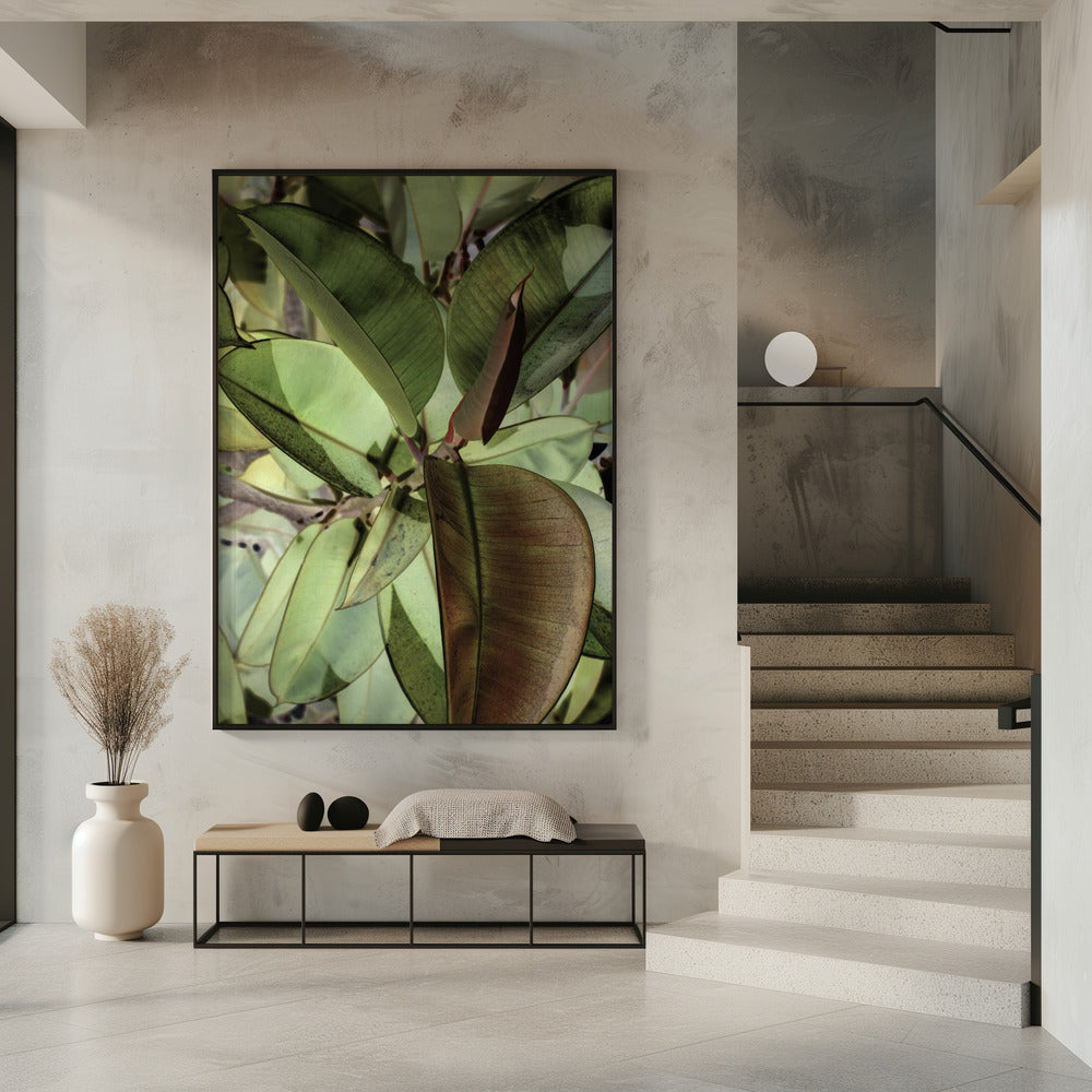 Ficus Elastica Poster