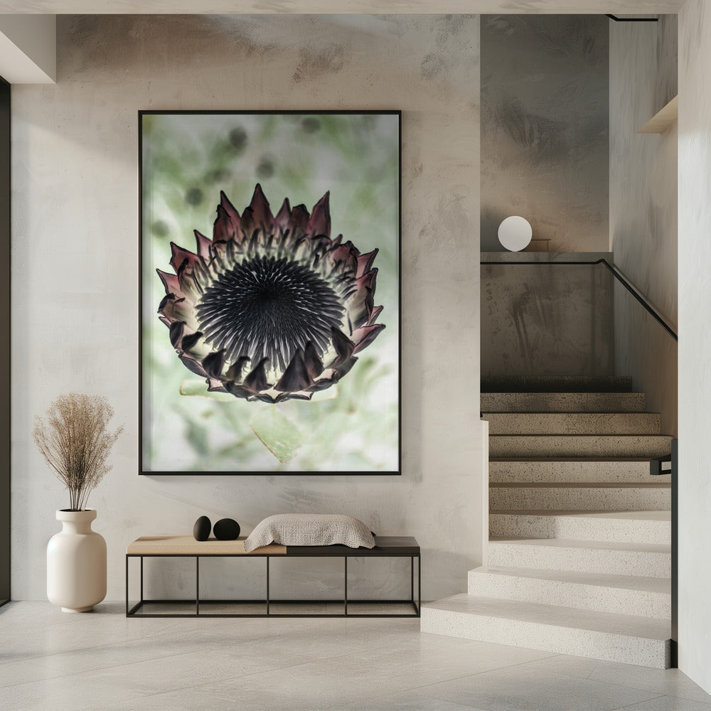 King Protea 02 Poster