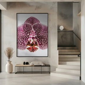 Leopard Orchid Poster