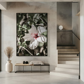 Pale Pink Hibiscus Poster