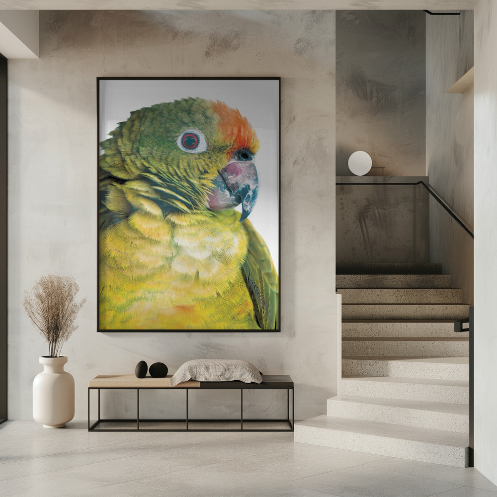 Parrot Poster