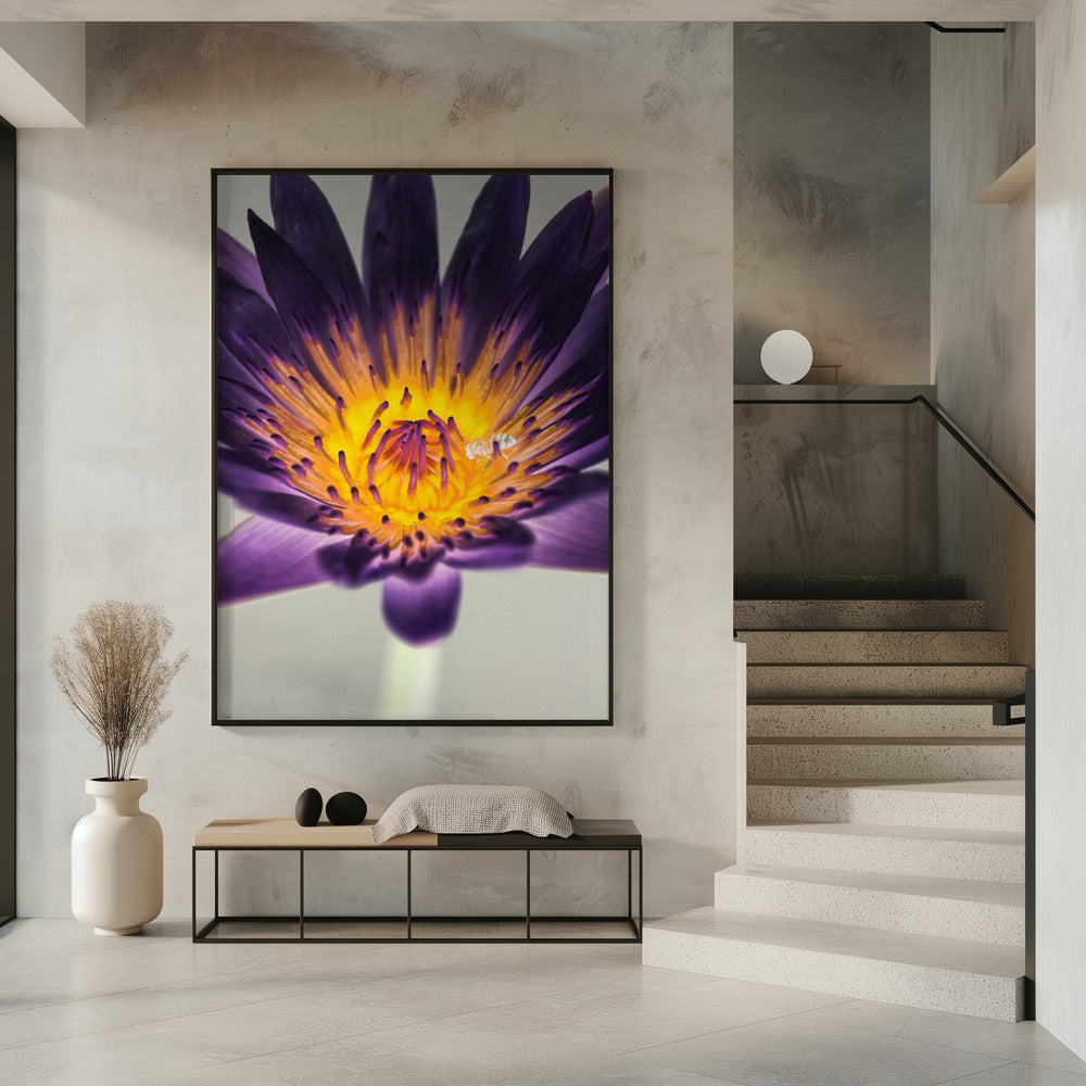 Water Lilly Poster