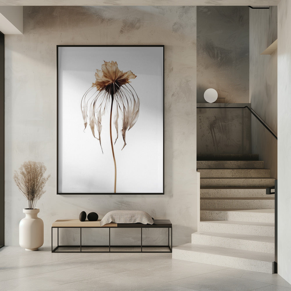 Dry Jelly Fish Flower Poster