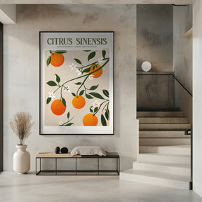 Citrus Sinensis - Orange Poster