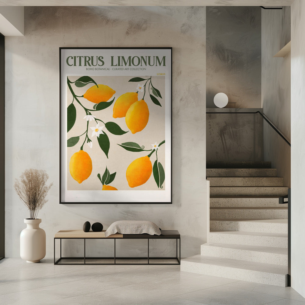 Citrus Limonum - Lemon Poster