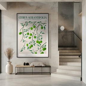 Citrus Aurantifolia - Lime Poster