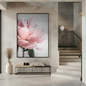 Peony 3 Poster