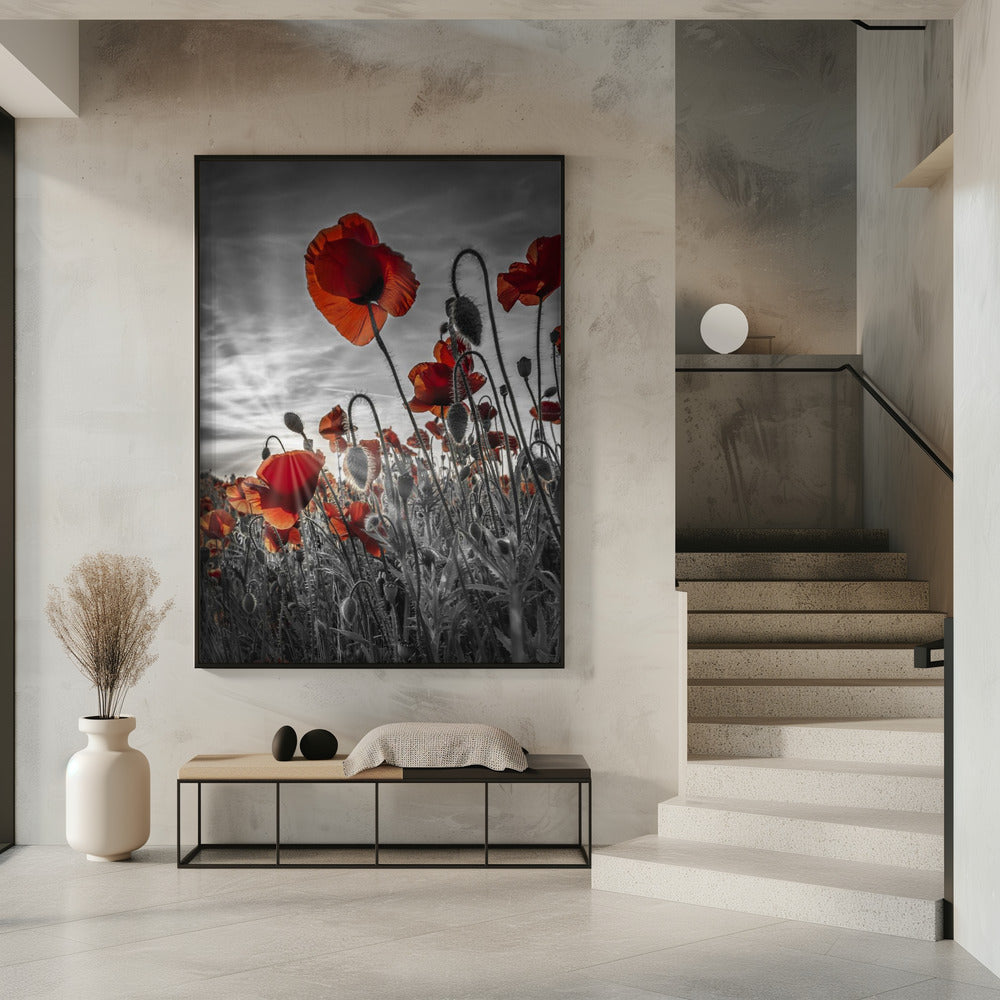 Fascinating poppies | colorkey Poster