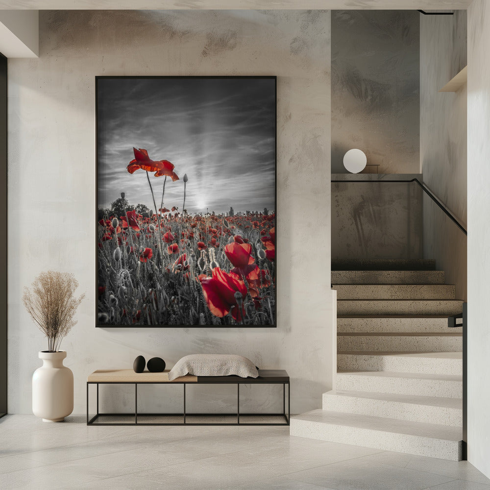 Poppies in sunset | colorkey Poster