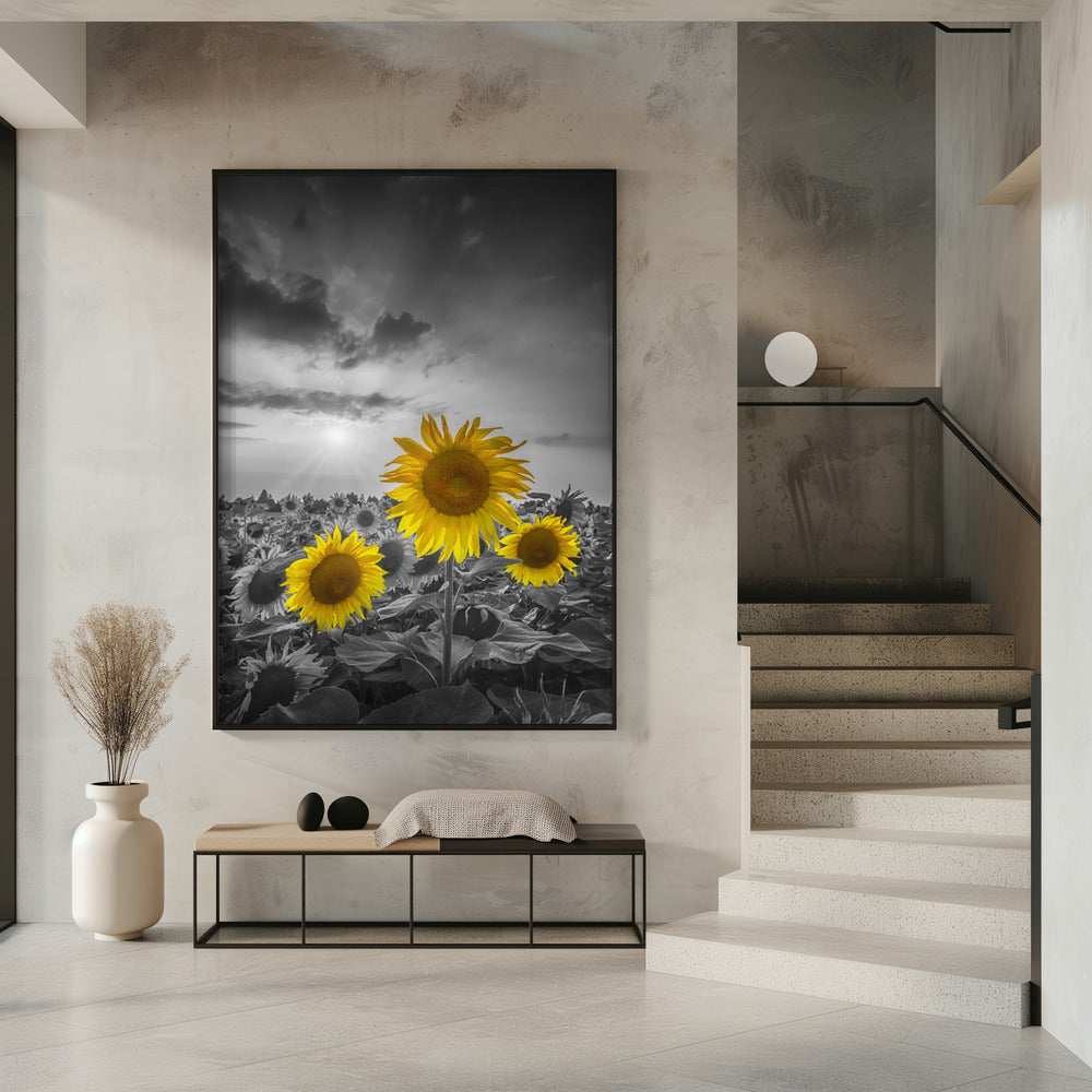 Yellow pop sunflowers Poster