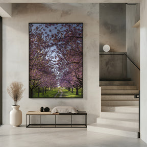 Idyllic cherry blossom trail Poster