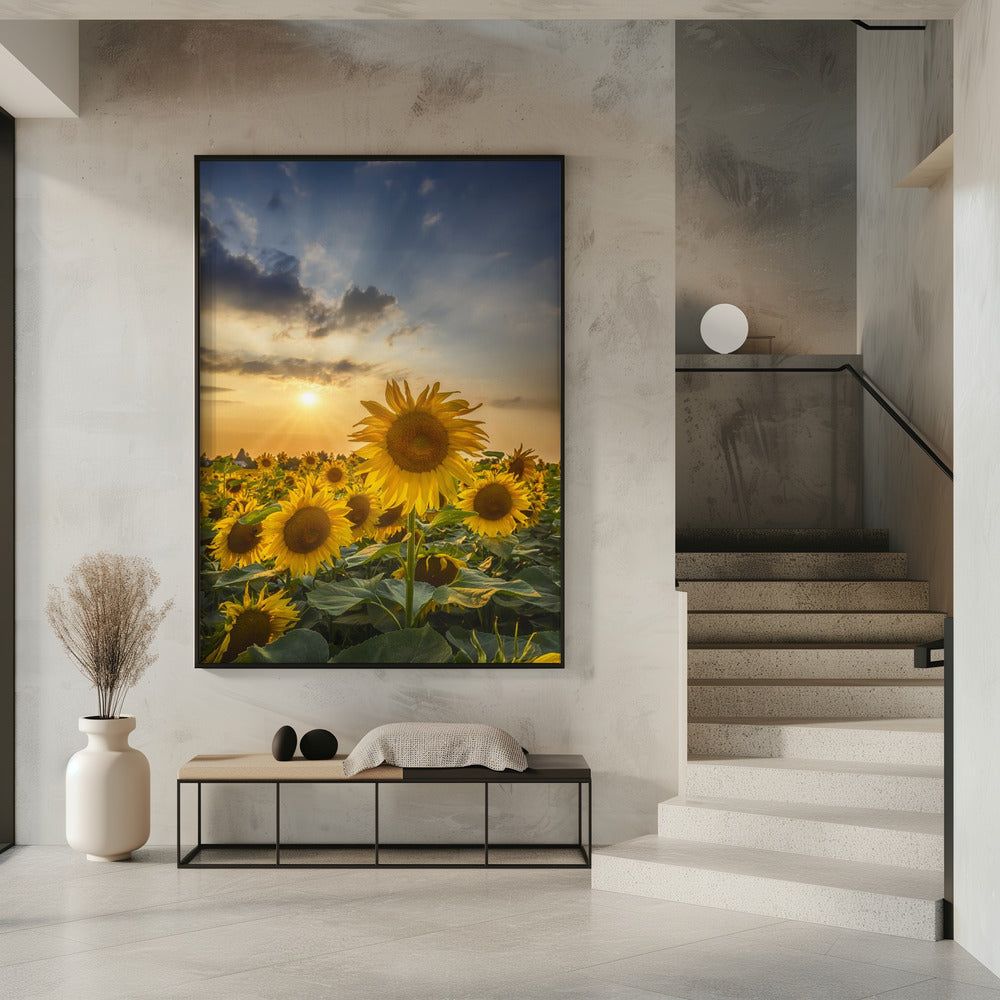 Sunset with beautiful sunflowers Poster