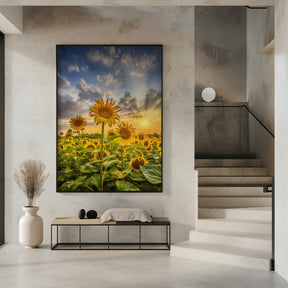 Sunflower field at sunset Poster