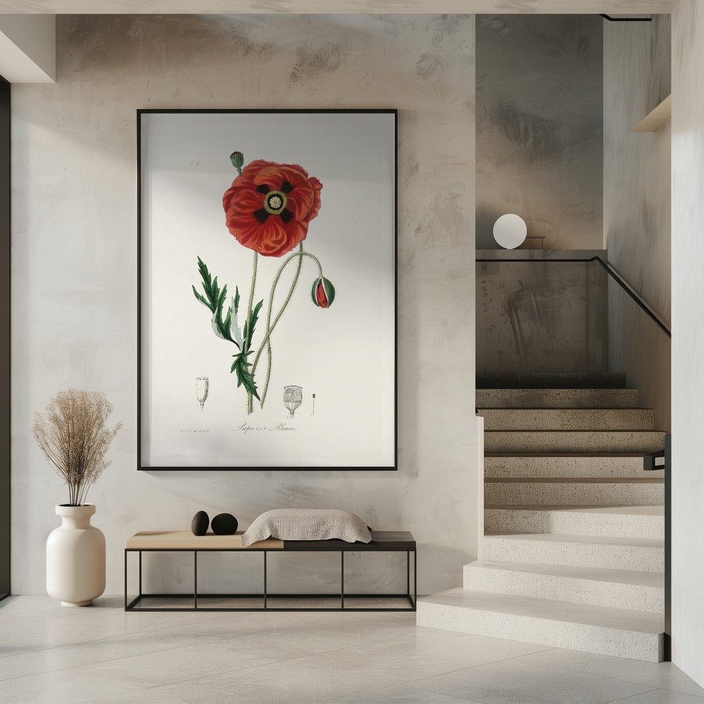 Common Poppy (papaver Rhoeas) Medical Botany Poster