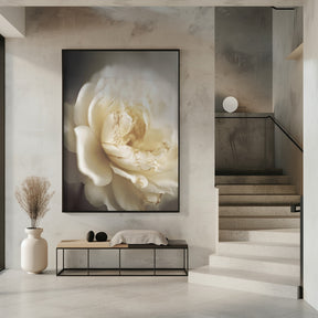 Peonyinsoftlight Poster